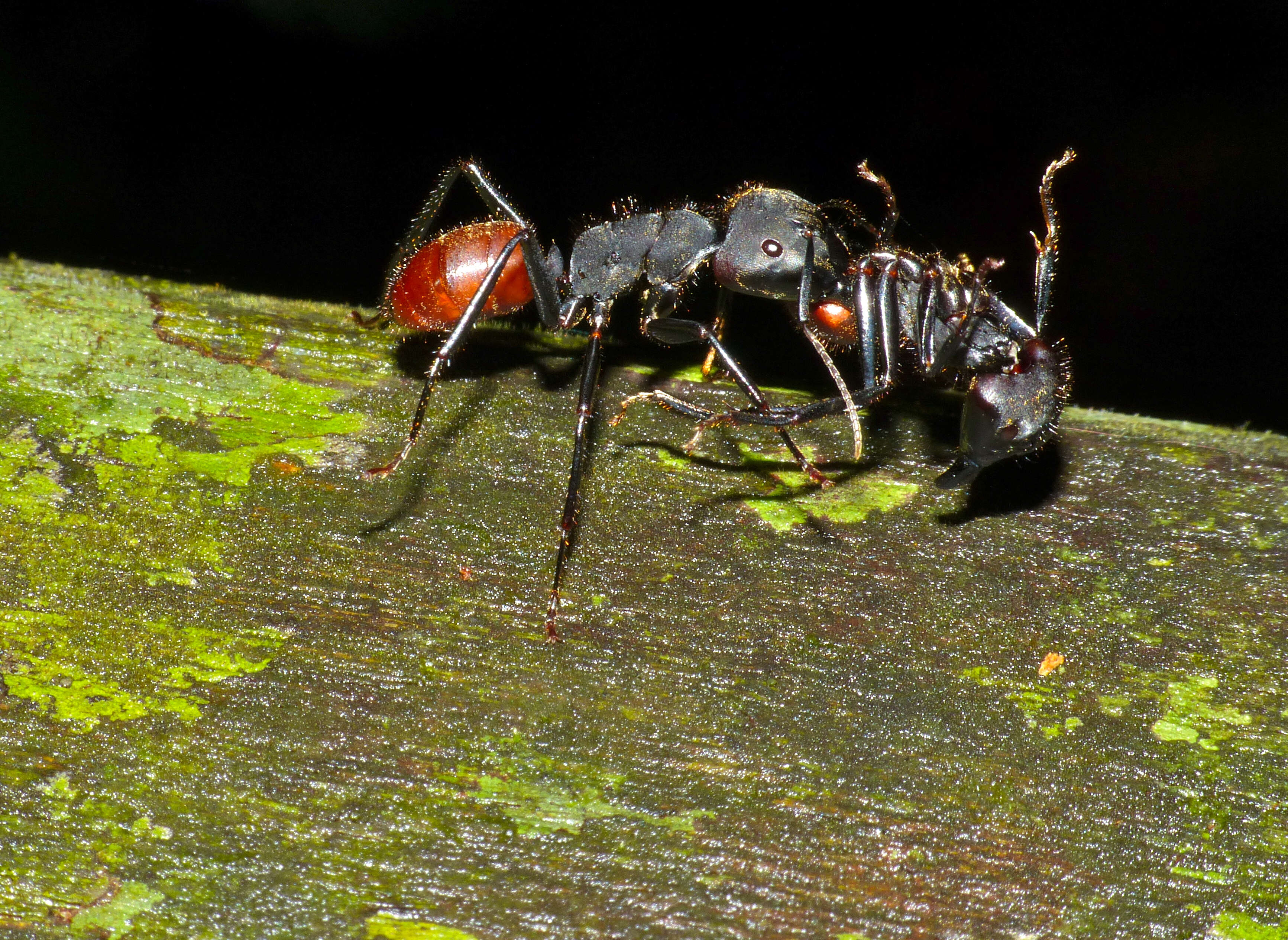 Plancia ëd Camponotus sedulus (Smith 1857)