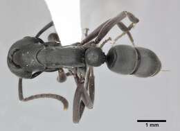 Image of Ant