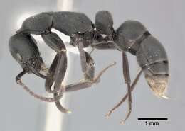 Image of Ant