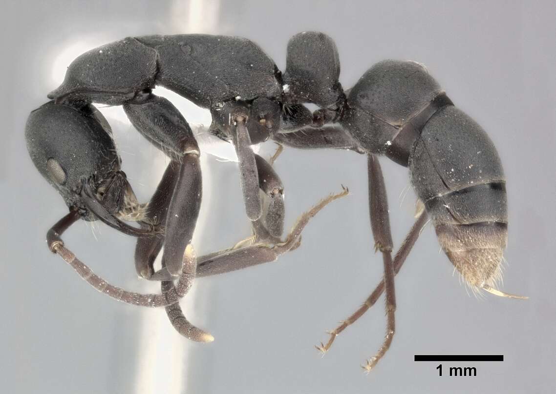 Image of Ant