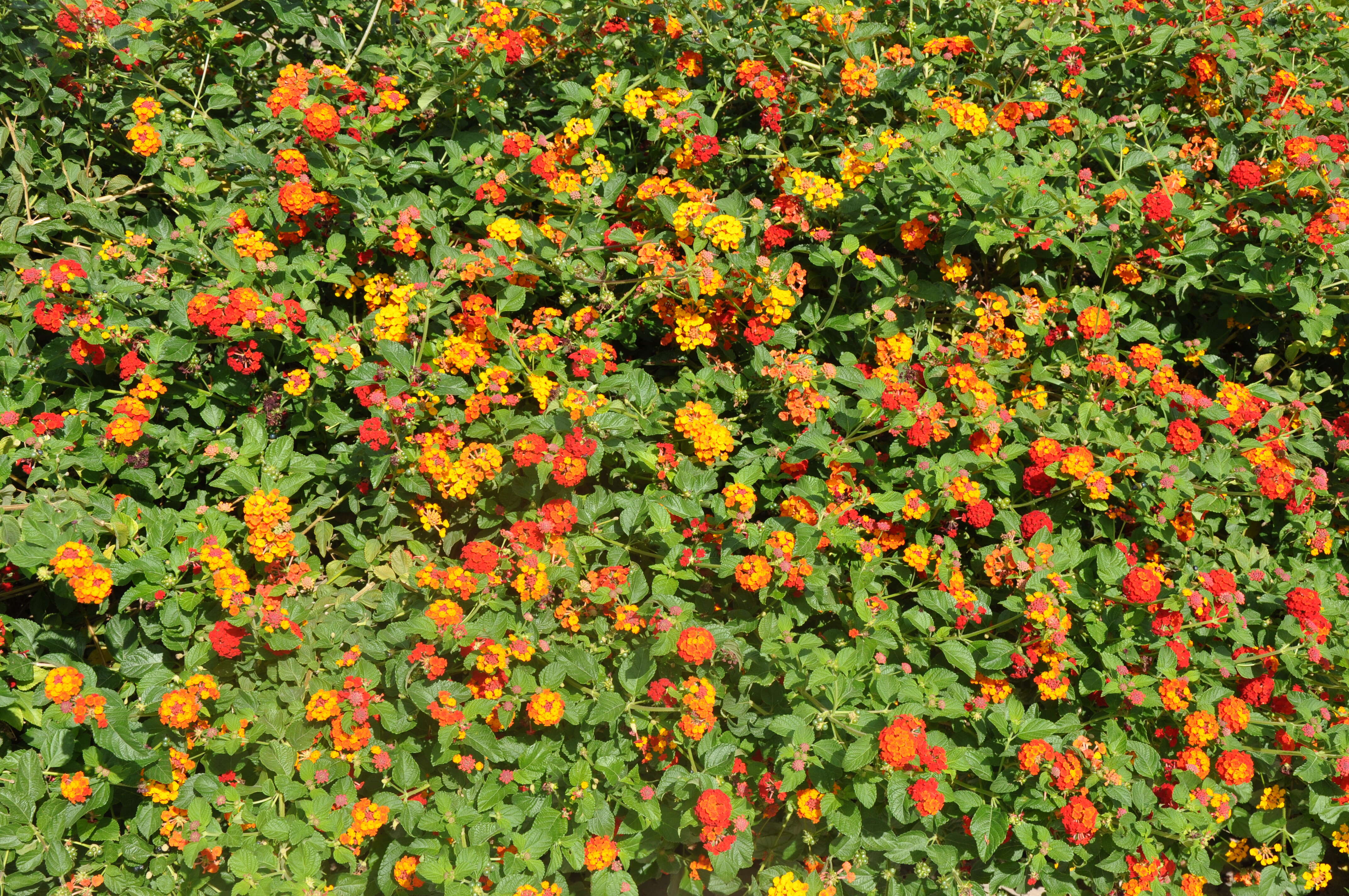 Image of lantana