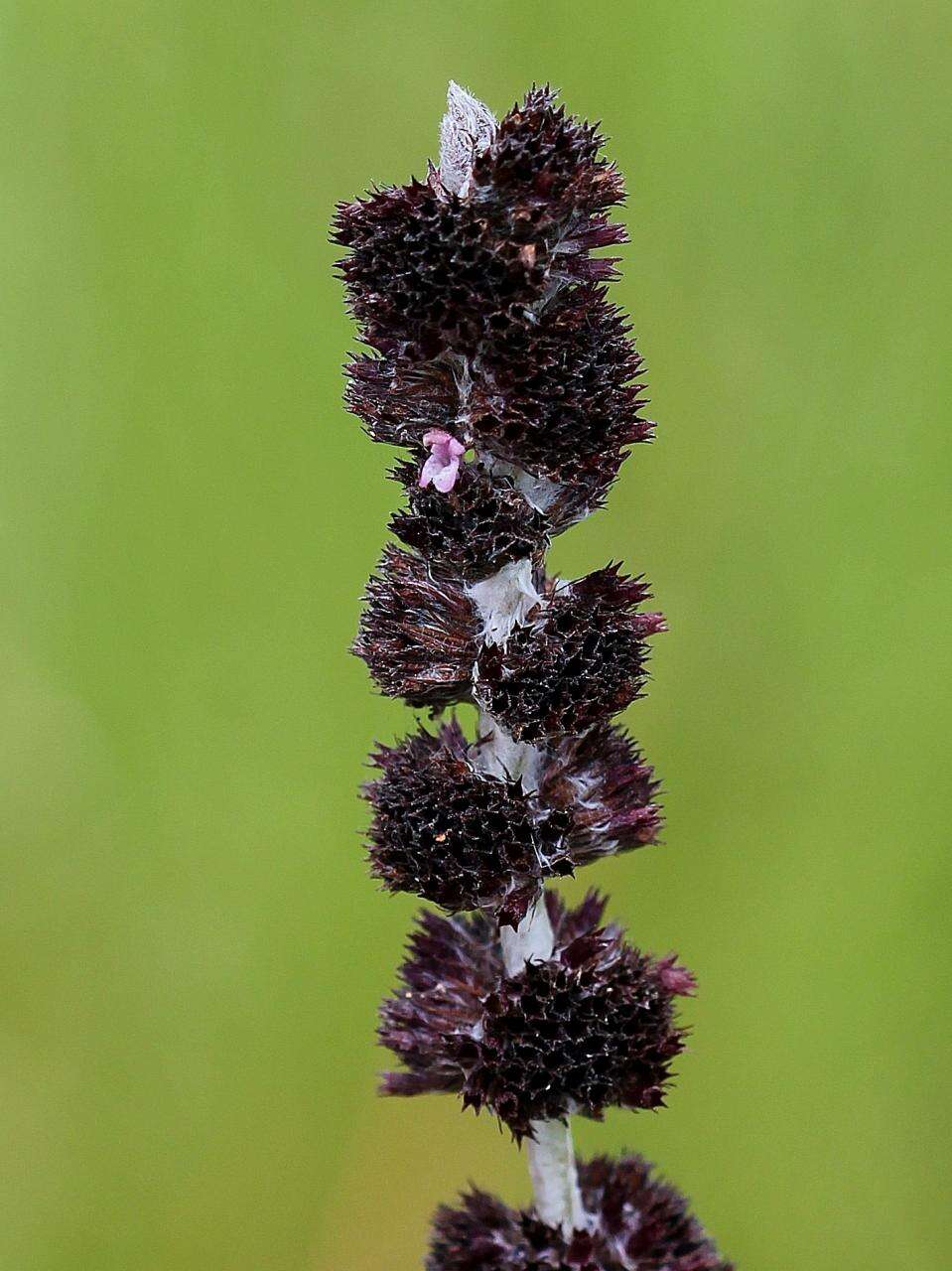 Image of Hyptis nudicaulis Benth.