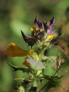 Слика од Melampyrum nemorosum L.