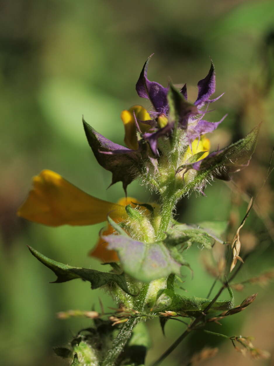 Слика од Melampyrum nemorosum L.