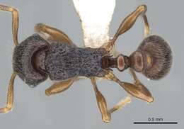 Image of Myrmicinae