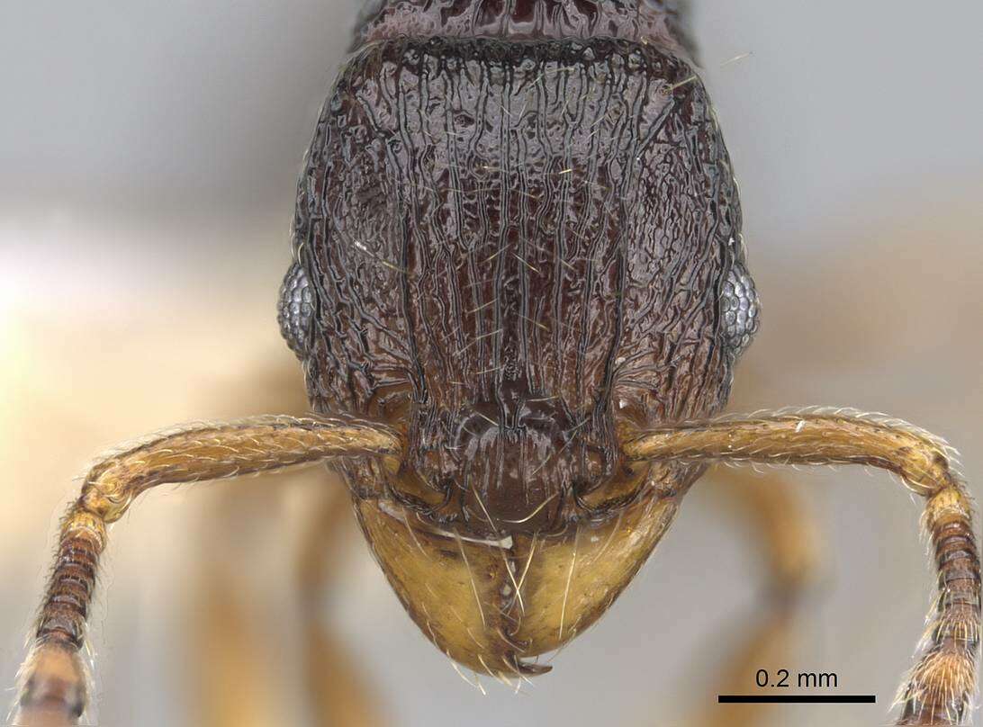 Image of Myrmicinae