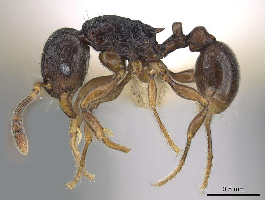 Image of Myrmicinae