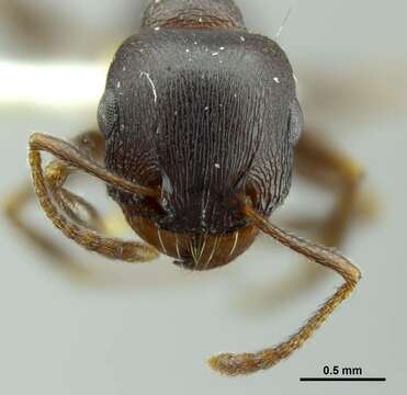 Image of Tetramorium jordani Santschi 1937