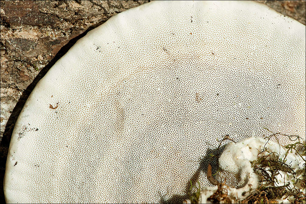 Image of Trametes hirsuta (Wulfen) Lloyd 1924