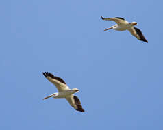 Image of American White Pelican