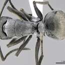 Image of Polyrhachis zopyra Smith 1861