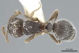 Image of Tetramorium walshi (Forel 1890)