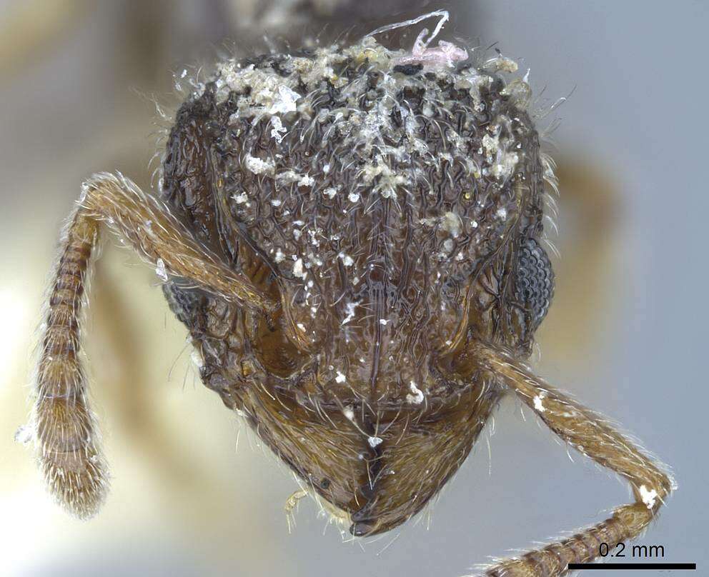 Image of Tetramorium walshi (Forel 1890)