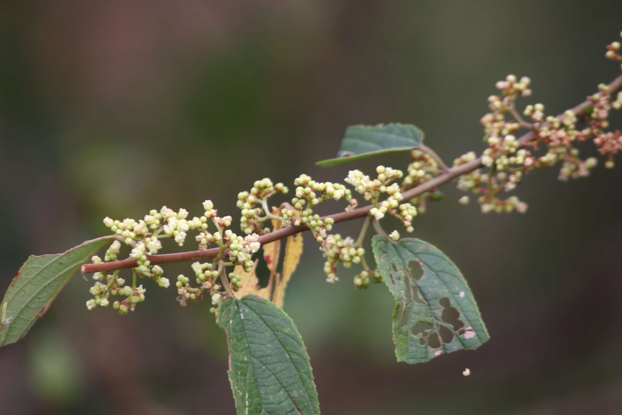 Image de Trema orientalis (L.) Bl.