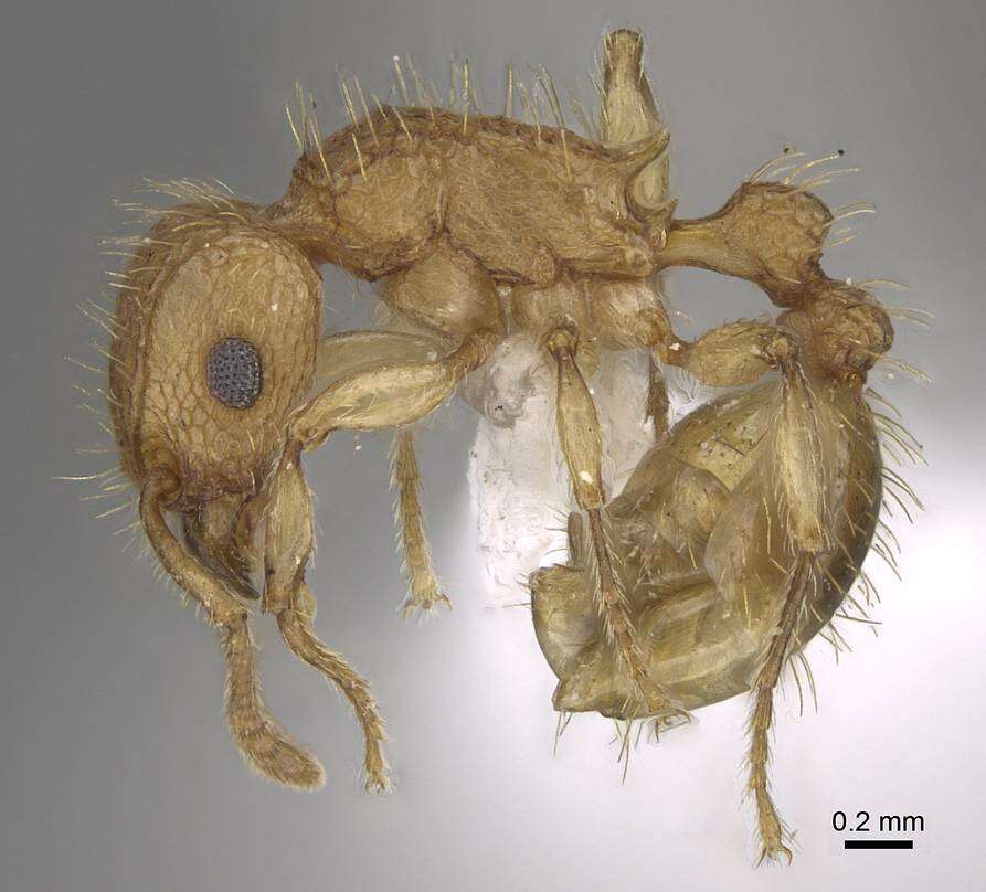 Image of Ant