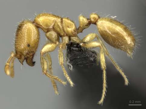 Image of Solenopsis punctaticeps Mayr 1865