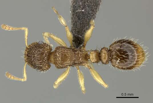 Image of Tetramorium umtaliense Arnold 1926