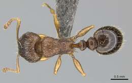 Image of Tetramorium frigidum Arnold 1926