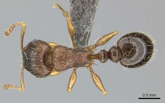 Image of Tetramorium frigidum Arnold 1926