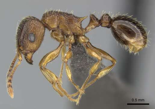 Image of Tetramorium frigidum Arnold 1926