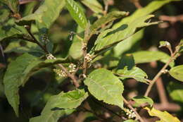 Image of Maesa indica (Roxb.) A. DC.