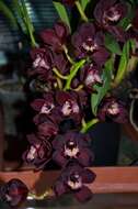 Cymbidium Kiwi Midnight的圖片