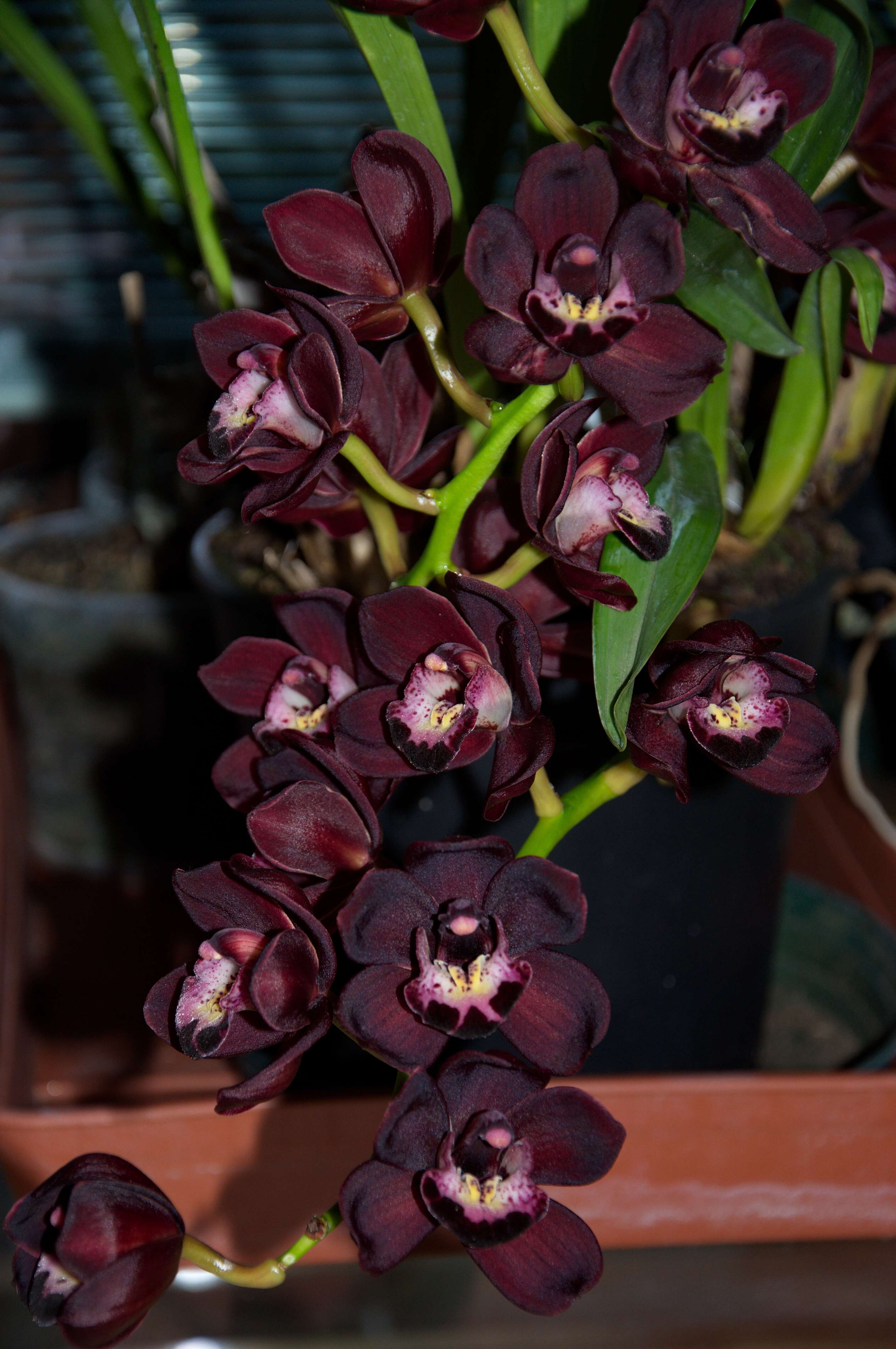 Cymbidium Kiwi Midnight的圖片