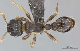 Imagem de Tetramorium argenteopilosum Arnold 1926