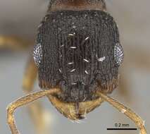 Imagem de Tetramorium argenteopilosum Arnold 1926