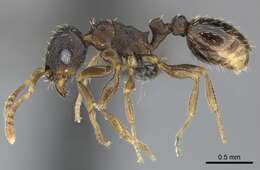 Imagem de Tetramorium argenteopilosum Arnold 1926