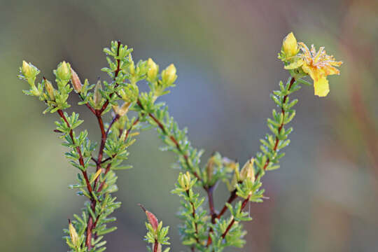 Image of Atlantic St. John's-Wort