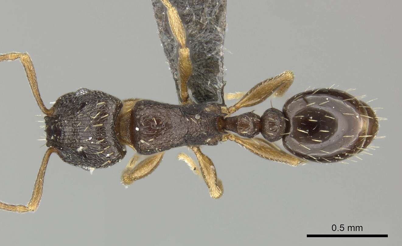 Image of Tetramorium altivagans Santschi 1914