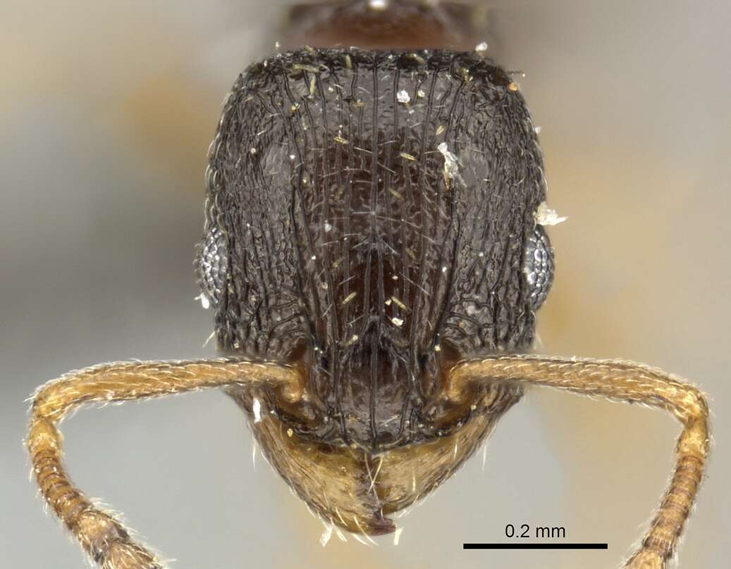 Image of Tetramorium altivagans Santschi 1914