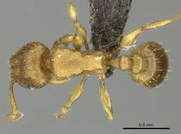 Image of Ant