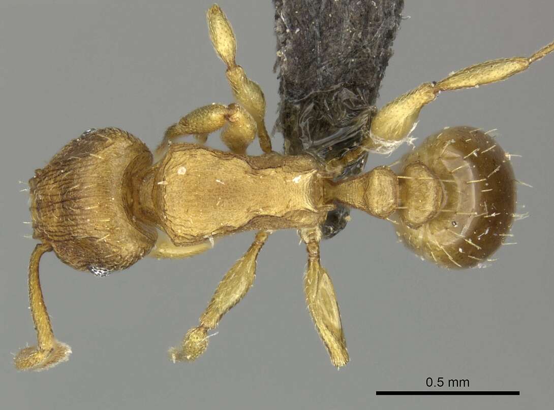 Image of Ant