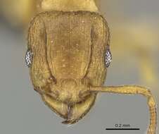 Image of Ant