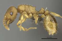 Image of Ant