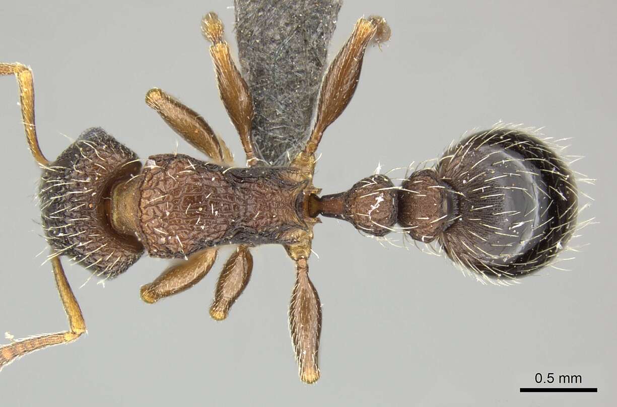 Image of Tetramorium erectum Emery 1895