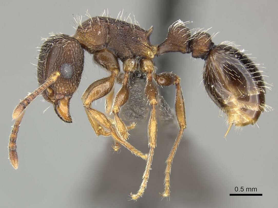 Image of Tetramorium erectum Emery 1895