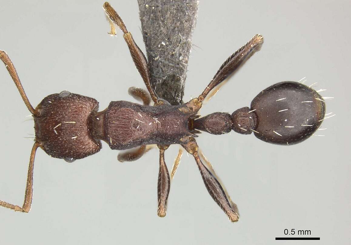 Image of Tetramorium