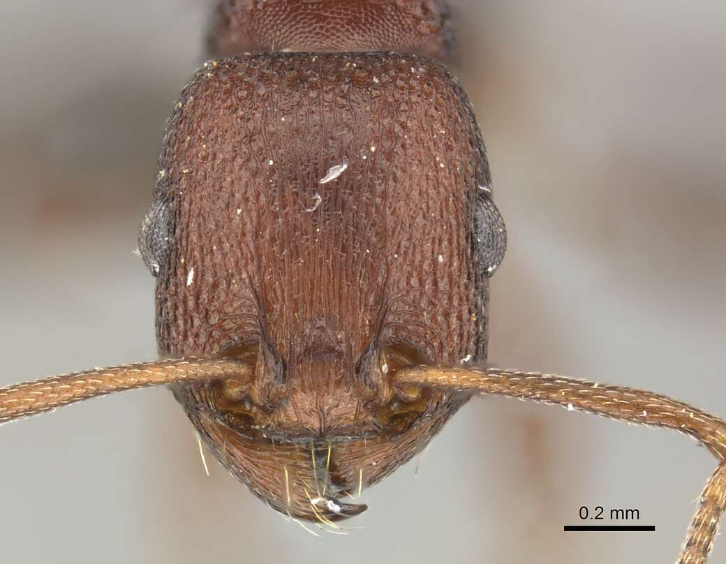 Image of Tetramorium