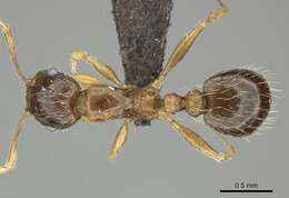 Image of Tetramorium laevithorax Emery 1895