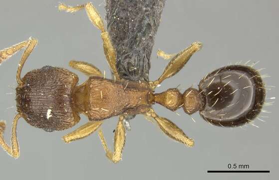 Слика од Tetramorium mossamedense Forel 1901