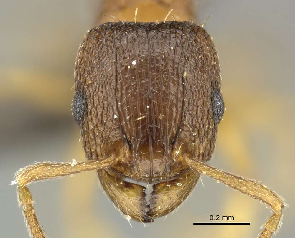 Image of Tetramorium mossamedense Forel 1901