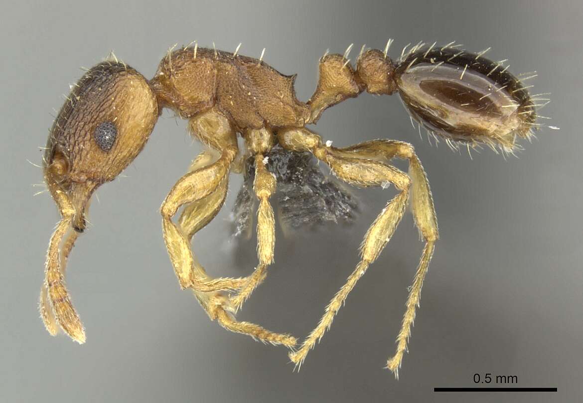 Image of Tetramorium mossamedense Forel 1901