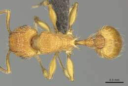 Image of Tetramorium notiale Bolton 1980