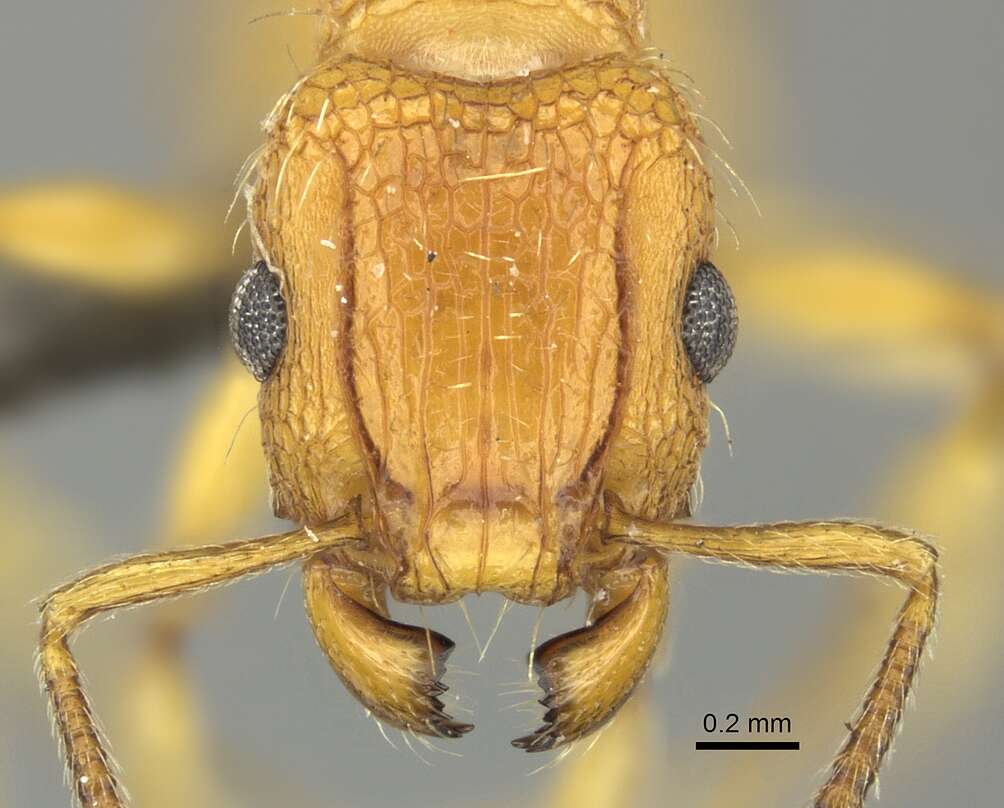 Image of Tetramorium notiale Bolton 1980