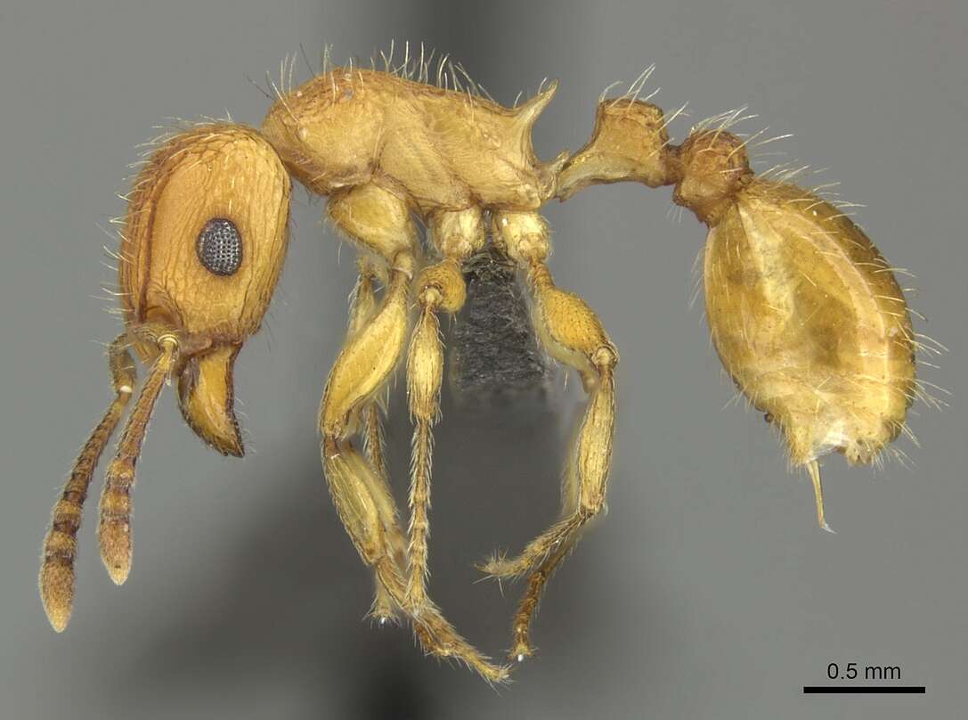 Image of Tetramorium notiale Bolton 1980