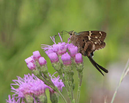 Image of Long-tailed Skipper