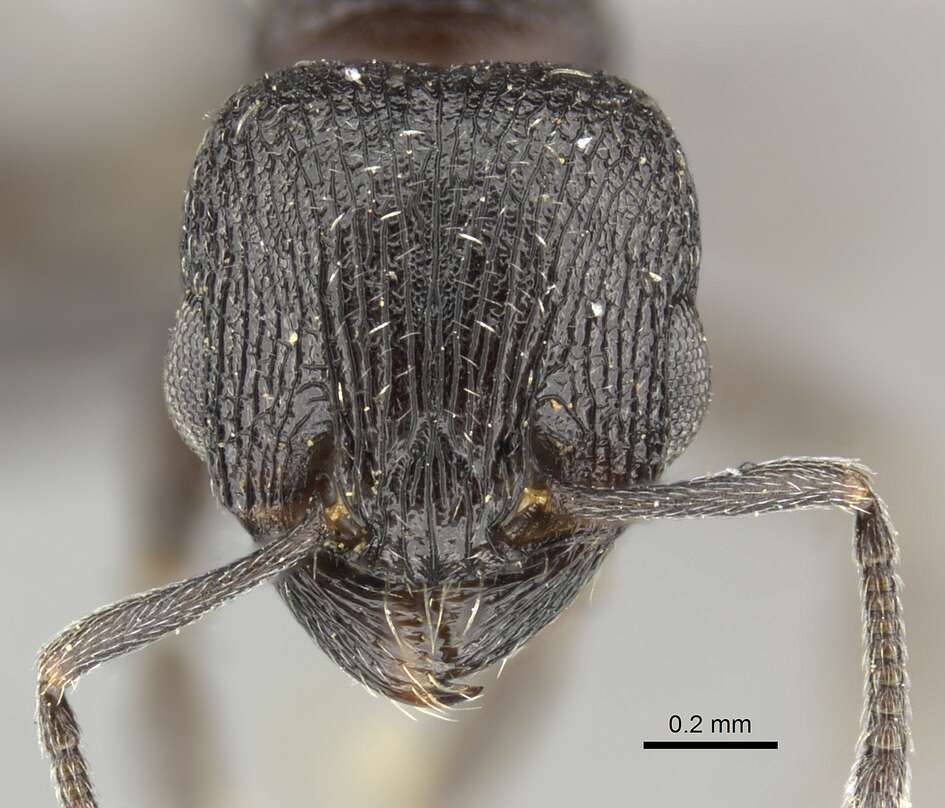 Image of Tetramorium oculatum Forel 1913